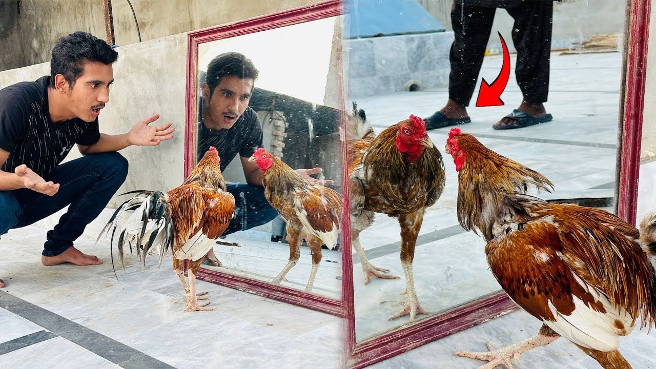 Murga Ko Mirror Ka Samna Rakhdiya 😱 Bher Kia Hoa 😨Mamu Ki Fight Hogaye ...