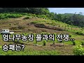 엄나무농장 풀과의 전쟁...승패는?