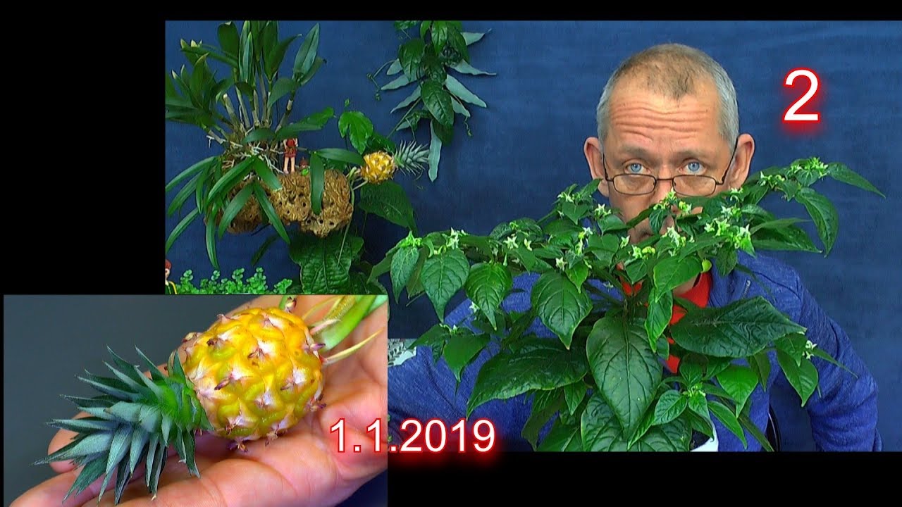 Zwei super Pflanzen Ananas Ernte und Chili Aji charapita geniales Wachstum und Fruchtausbildung