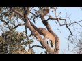 Botswana leopard goes down in broad daylight