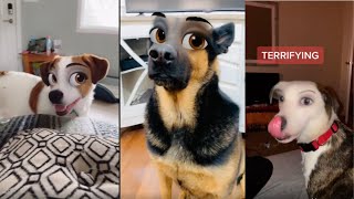 Dogs Try On Snapchat Filters - Funny Moments by Cute Paws 208 views 2 years ago 8 minutes, 31 seconds