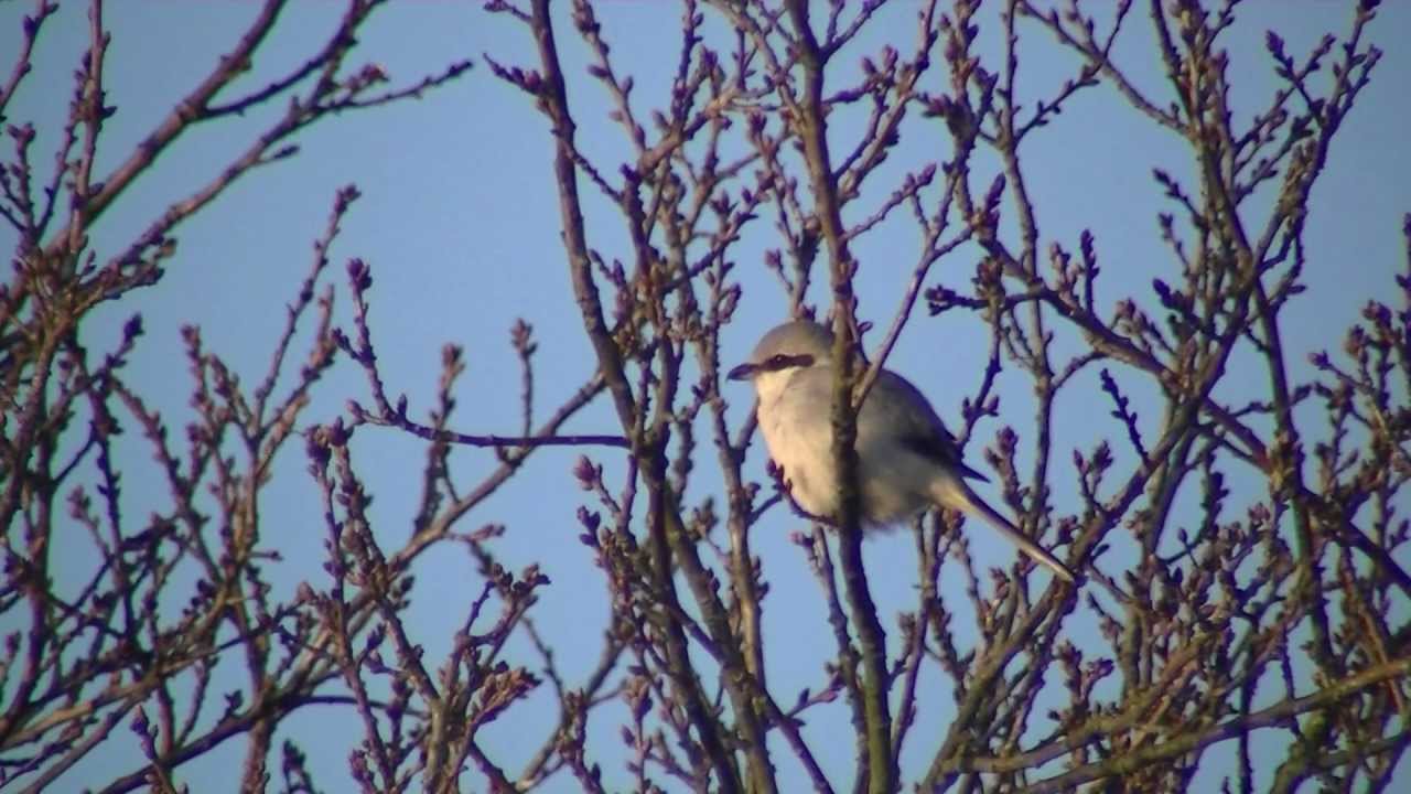 Klapekster / Great grey Shrike 