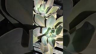 #bishnu kamal 🥰😍# succulent plants #viralvideo #garden #naturesvoice #plants