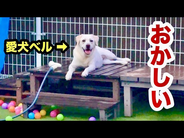 【悲報】うちの犬がおかしくなりました