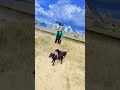 #dogshorts ##Missy #Roxy #clacton #doglife #beach
