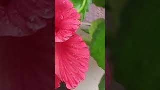 Raining#rain#rainingstatus #rainyday#naturalbeauty #shortsfeed #shortsviral#shorts
