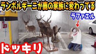 社長の居ない隙にランボルギーニを鹿の家族に変えてみたドッキリ【ラファエル】