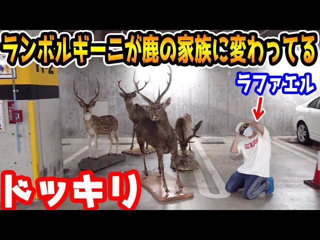 社長の居ない隙にランボルギーニを鹿の家族に変えてみたドッキリ