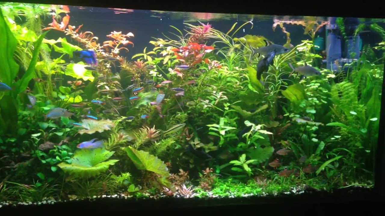 Aquarium jungle YouTube