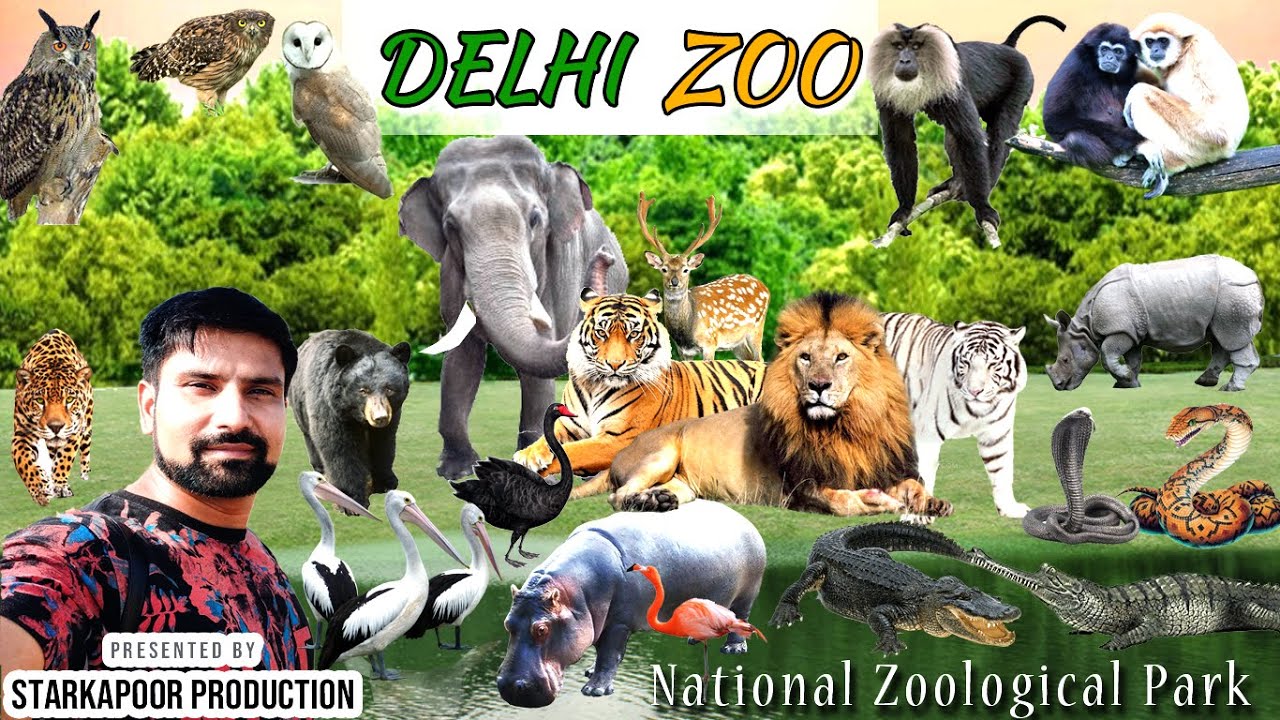 Best Of DELHI ZOO | All Animals of National Zoological Park, New Delhi |  StarKapoor Production - YouTube