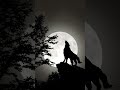 Wolf howling sound#wolf #howling #shorts #viralshorts
