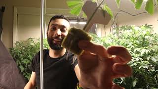 Day 18 Day By Day Grow Journal Slurricane Pheno #3 and Sticky Glue