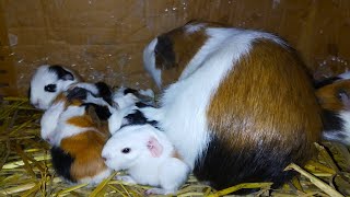New born guinea pigs | 7 cute babies | Vlog | GuineaBunny