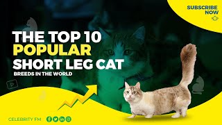 Cute of the Top 10 Cat Breeds with Short Legs by Hugging Cats 138 views 1 year ago 6 minutes, 46 seconds