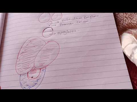 Tongue Development