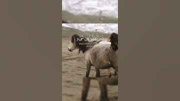 وأعدوا لهم ما استطعتم من قوة ومن رباط الخيل #قران_كريم #تلاوات #ياسر_الدوسري