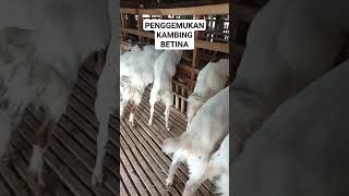 Penggemukan Kambing Betina 3 Bulan Panen