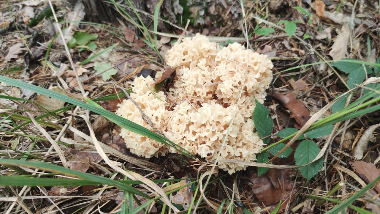 Sparassis crispa. Сauliflower fungus.
