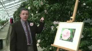 Download Lagu Camellia Festival ITV News 16 Feb 2013 MP3