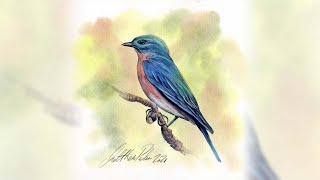 A 30 Minute Watercolour, Paint a Bluebird
