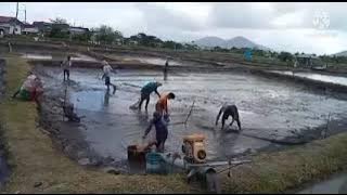 tilapia tips pag de drain sa fishpond