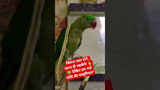 बेजुबान का सच्चा प्यार! 🦜✨❤️"#ParrotLove #CuteBird #Petstagram #ParrotShorts #ViralBirds