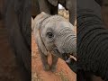 Her Entire Herd Stopped for an Injured Baby 🐘 #elephant #wildlife #shorts