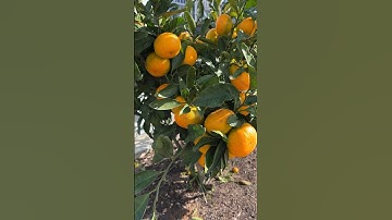 Quýt sai trĩu quả luôn | Tran family | #215 Shorts