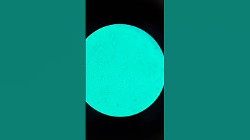 Amazing Fungies Under Microscope #Amazing #Microscope #nikon #zoom #fungi #usa