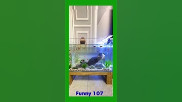 Funny-107 -Funny videos-Funny situations107