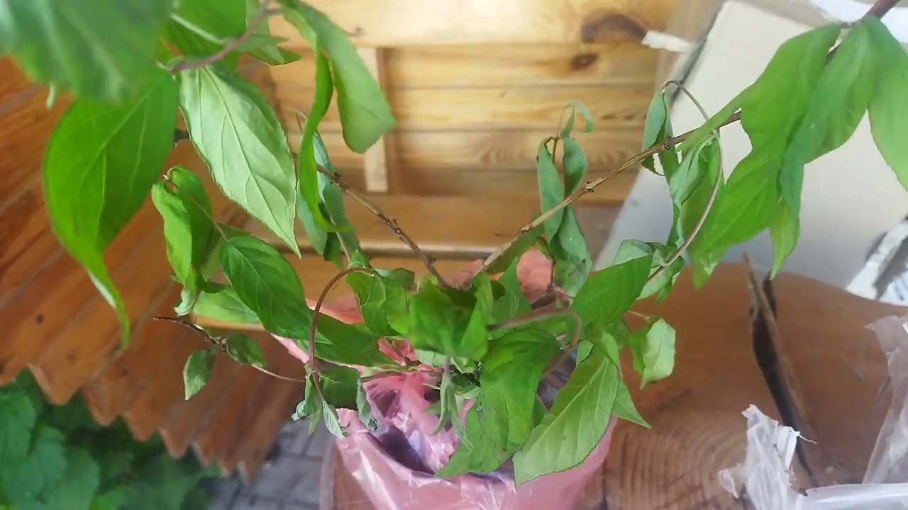 Нові рослини від Райський куточок(інтернет магазин).