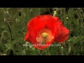 Red poppy papaver flower