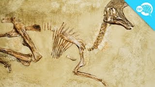 Why Don't All Skeletons Become Fossils?
