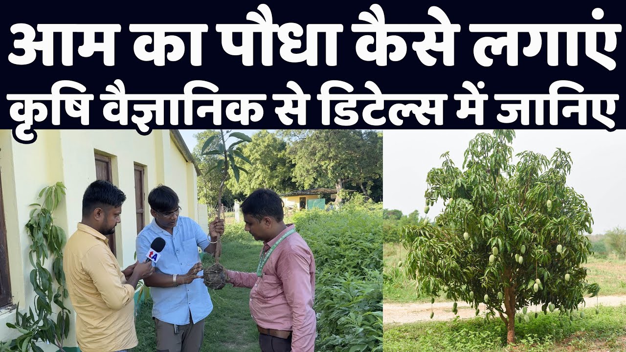 आम का पौधा कैसे लगाएं? कृषि वैज्ञानिक से डिटेल्स में जानिए | वेद प्रकाश