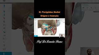 Músculo Pterigóideo Medial, Origem e Inserção - Anatomia  - Anatomia Humana