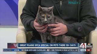 Great Plains SPCA special on pets who have stayed 30+ days