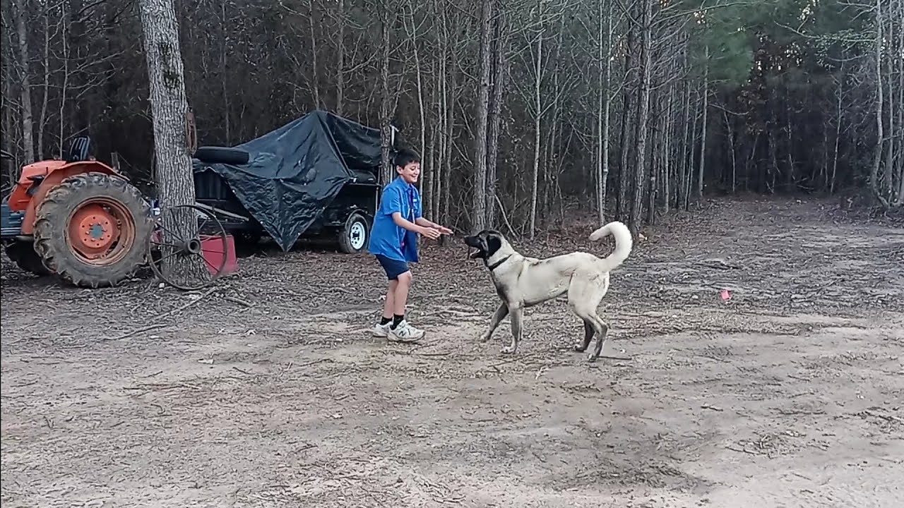 ALMARAZ AAA RANCH - YouTube