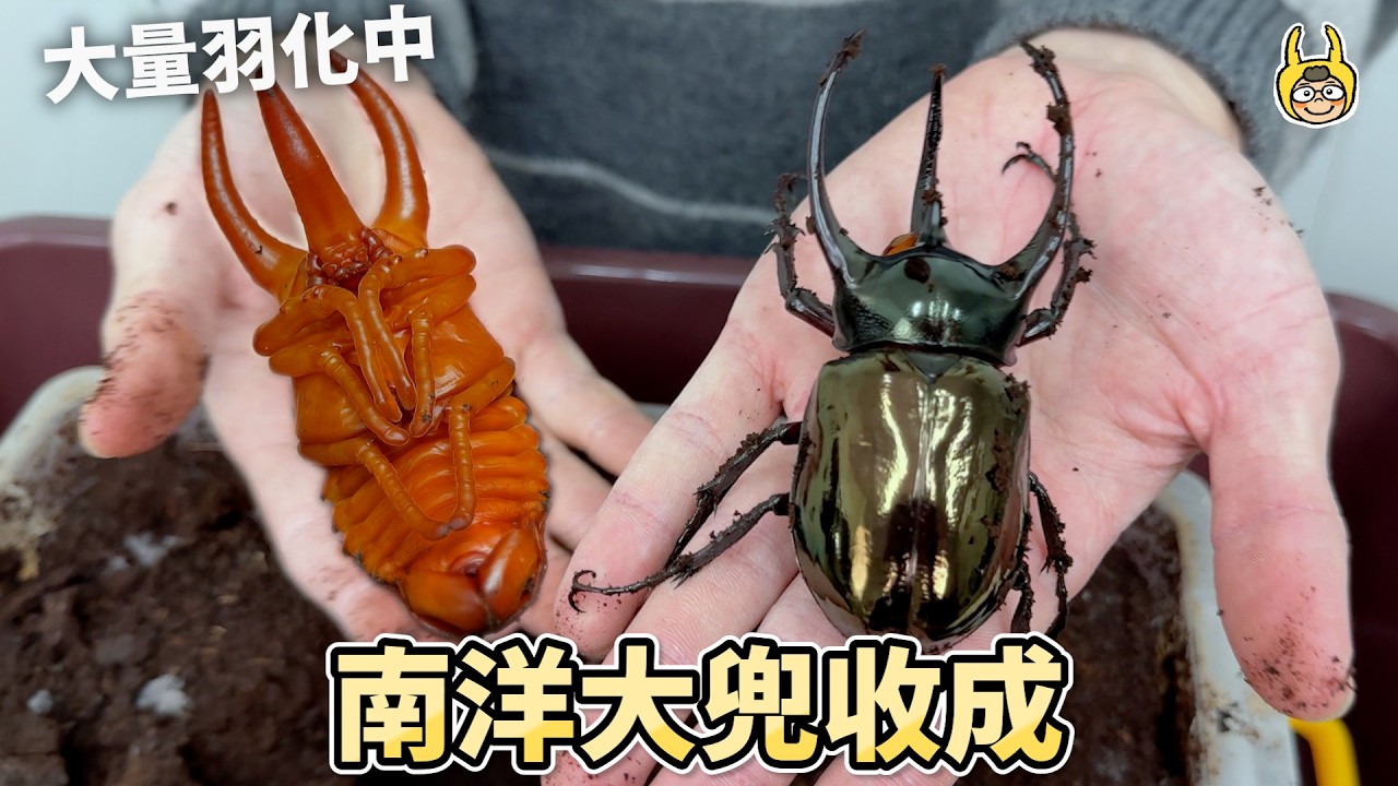 南洋大兜蟲收成啦！破土而出的時刻，阿努比斯大兜蟲開挖！【飼育屋】