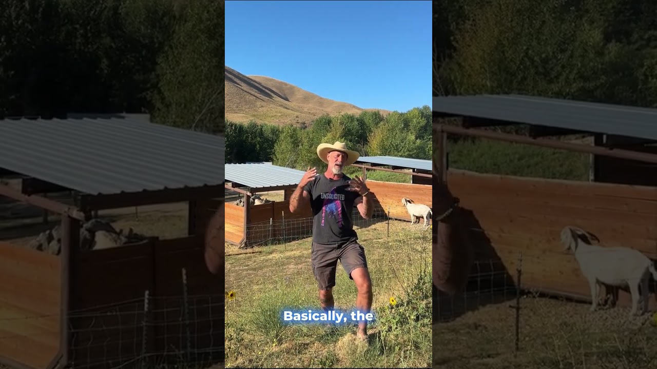 Кастрация козла: правильное время и метод 🐐✂️