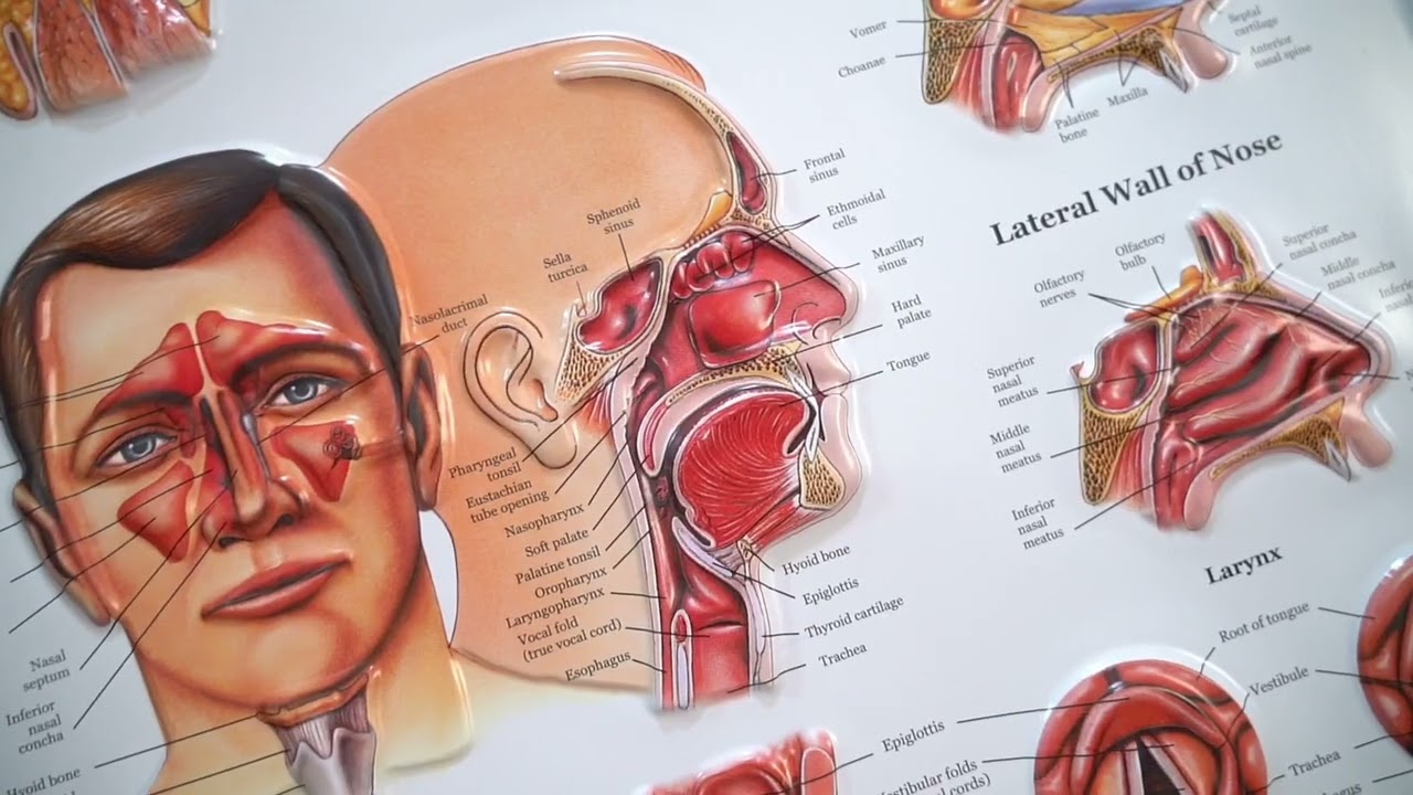 Dr. Venkatesh's Prime ENT Hospital Sagar Complex 