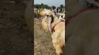 Jamunapari Goat Hansa