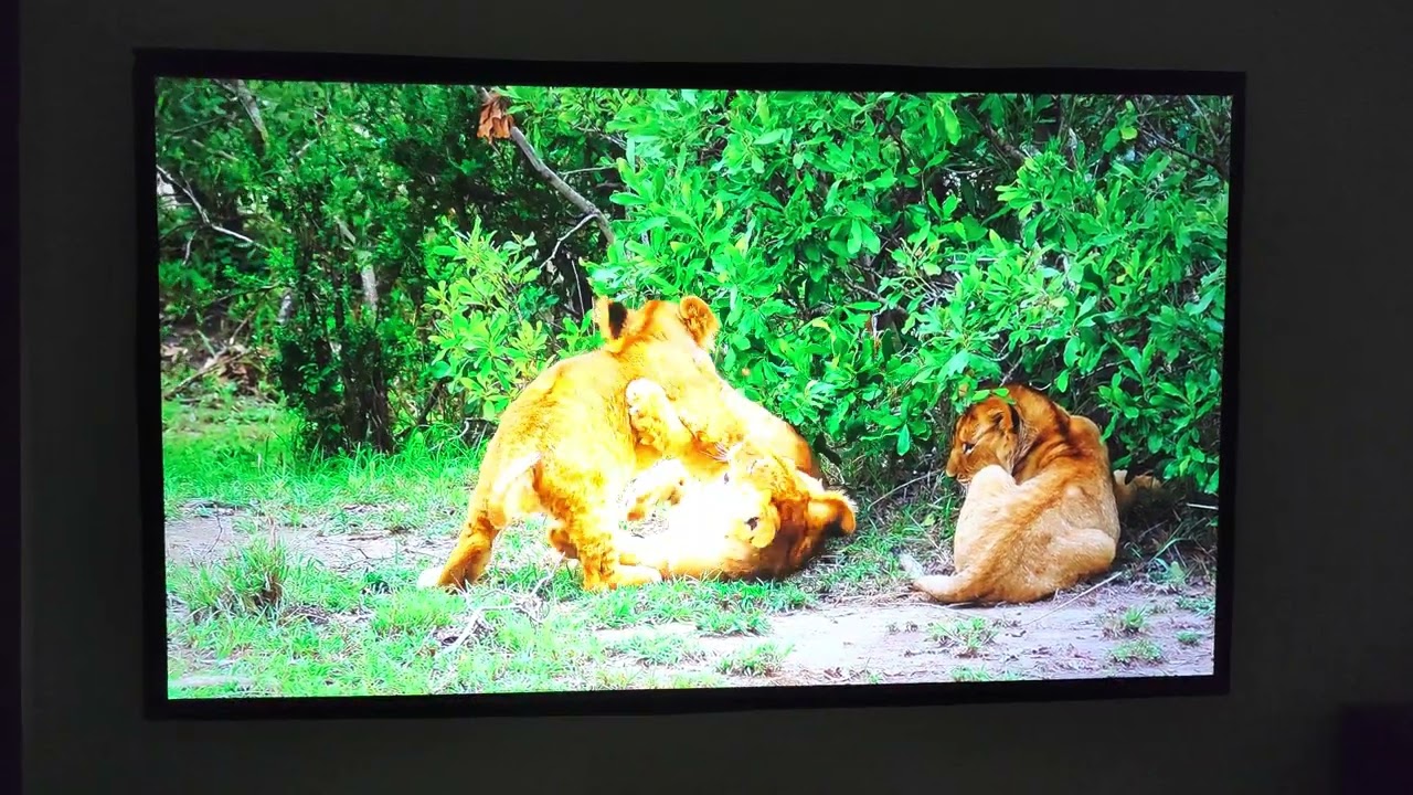 Optoma UHZ65LV laser projector on 0.8 gain ALR screen amazing sharp picture