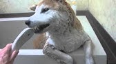 ライオン大爆笑 Youtube