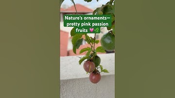 Nature’s ornaments—pretty pink passion fruits 💗🌿#mygreenishnest #terracegardening #kitchengarden