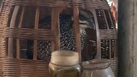 Chim đa đa gáy kèm tóc cò dày kích bổi nhanh gáy - 0344314831