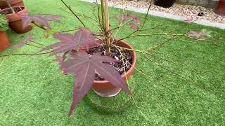 Japanese maples, leaf damage and recovery, an experiment in defoliation!