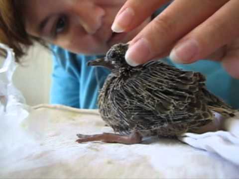 Baby Mourning Dove - YouTube