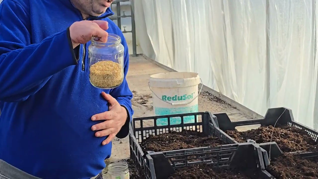  المانيا المرحله الاولى من زراعه بذور الفليفله ومتى مواعيد زراعه بذور الفليفله؟