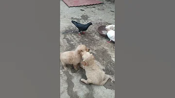 انا واخويا على بن عمى 