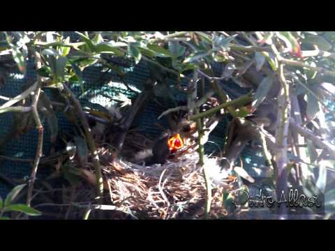 Video: Hemosporidien Alueellinen Jakautuminen, Esiintyvyys Ja Monimuotoisuus Rufous-collar Varpunen, Zonotrichia Capensis